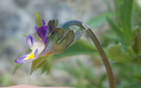 determinazione - Viola sp.